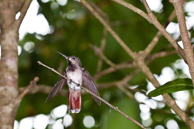 Argyle Waterfall with Adventure Farm - The guide factor: Dennis and Corey bring the birds into focus