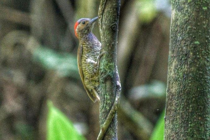 Bird Watching Tours - Key things I’d highlight before you book
