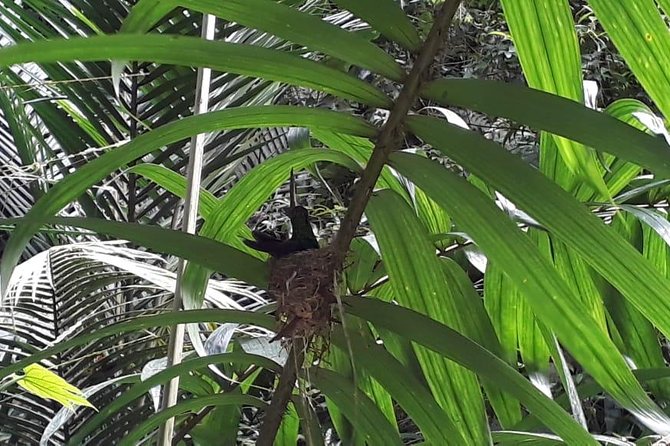 Bird Watching Tours - Tobago rainforest birdwatching, guided like a local walk