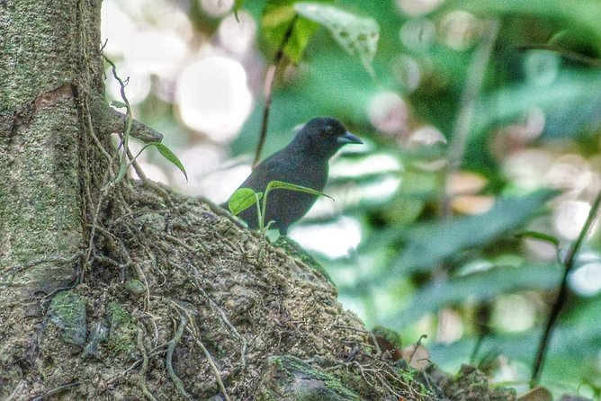 Bird Watching Tours - Where the rainforest walk turns into real bird sightings