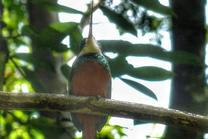 Bird Watching Tours - Why bird calls matter more than you think