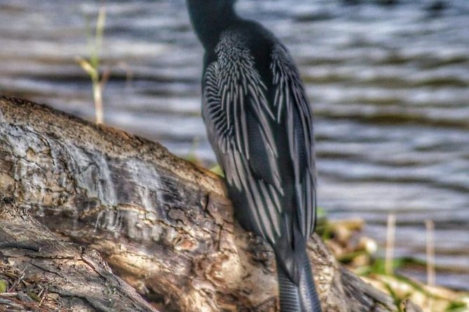 Bird Watching Tours - Rainforest time plus a look at waterfalls