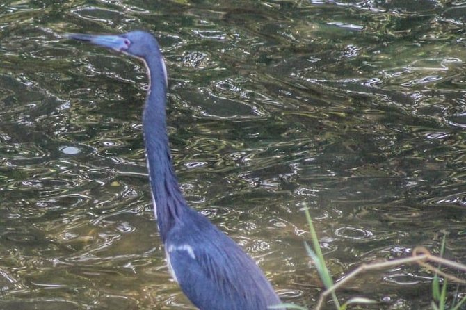 Bird Watching Tours - Customization for your bird interests