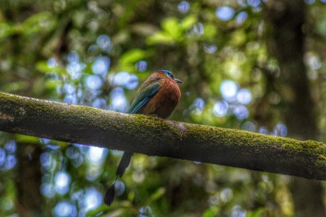 Birdwatching, Waterfall, Rainforest and Island Nature Tours - Key Highlights You Will Actually Feel On Tour