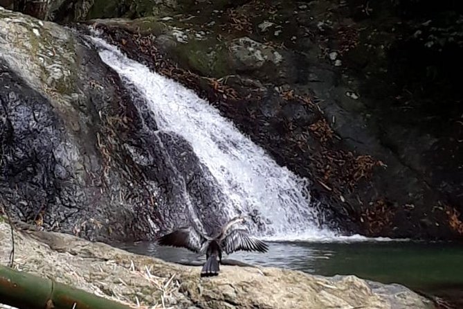 Birdwatching, Waterfall, Rainforest and Island Nature Tours - The Birding Walk: What You Should Watch For