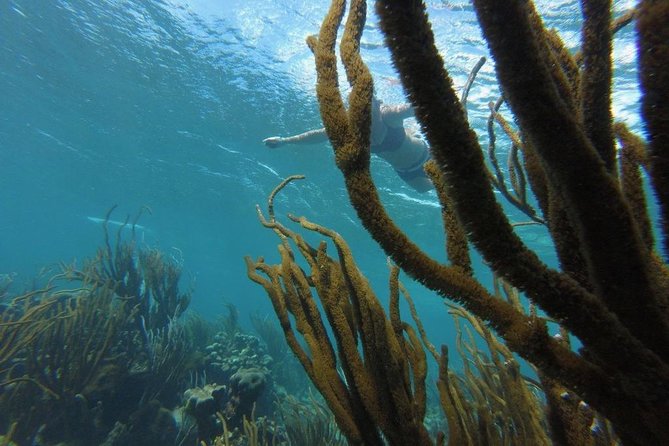 Buccoo Reef and Nylon Pool Adventure - The extra stops: No Man’s Land, Mango Hole, and Pigeon Point
