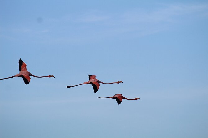 Caroni Bird Sanctuary Tour - Hotel pickup and private guide: what the $75 covers