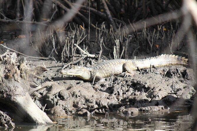 Caroni Bird Sanctuary Tour - Wildlife spotting: scarlet ibis, flamingos, caimans, and more