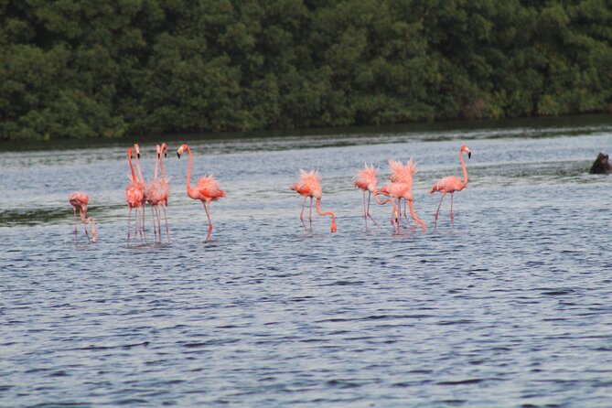 Caroni Bird Sanctuary Tour - The guide’s role, from ecosystem basics to real spotting skills