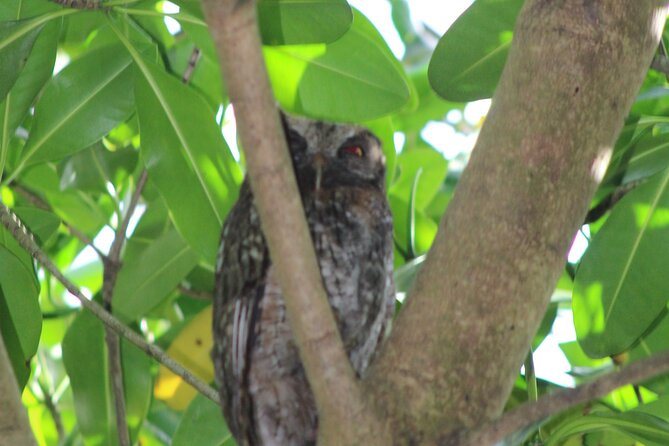 Caroni Bird Sanctuary Tour - Comfort tips for sun, heat, and swamp realities