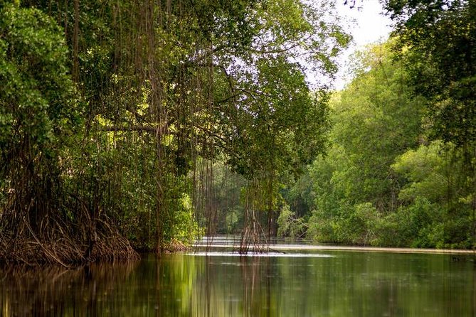 Caroni Bird Sanctuary Tour - Entering the mangroves by flat-bottom boat