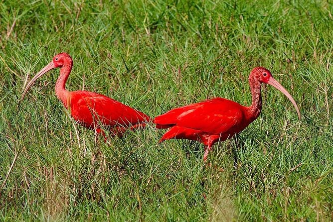 Caroni Swamp wildlife Tour - Key highlights that make this tour worth your time