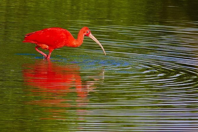 Caroni Swamp wildlife Tour - Caroni Swamp in 3 hours: what to expect on the water