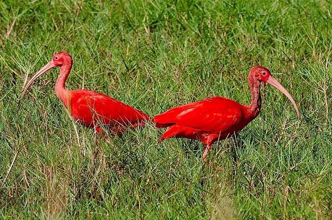 Caroni Swamp wildlife Tour - Spotting the scarlet ibis: how to use your time well