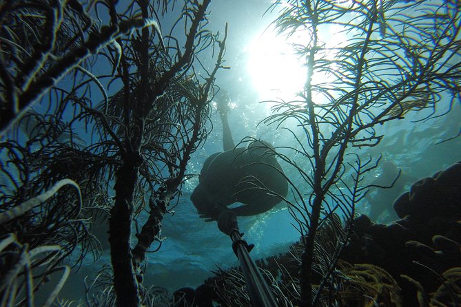 Coastline Snorkel and BBQ - Buccoo start, pickup options, and the small-group vibe