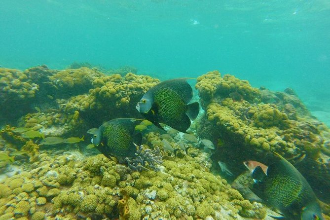 Coastline Snorkel and BBQ - Snorkeling equipment, reef time, and the Nylon Pool stop