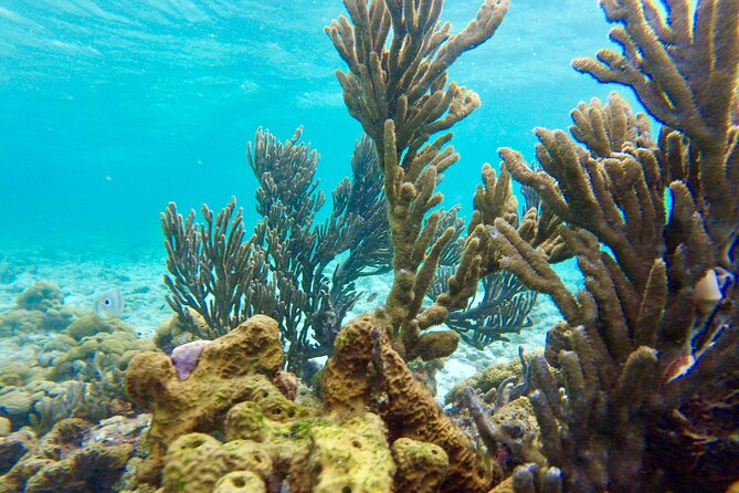 Glass Bottom Nylon Pool Tour in Buccoo Reef - Stop One, Buccoo Reef With Glass-Bottom Viewing and a Snorkel Chance