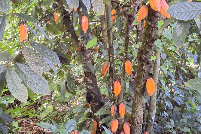 Guided Day Tour at Lopinot Plantation Estate - Mr. Cyril Cooper Estate: medicinal plants, spices, fruits, and a 100-year-old tree