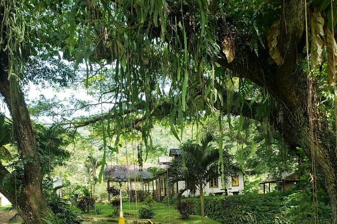 Guided Day Tour at Lopinot Plantation Estate - Who this tour fits best in Trinidad
