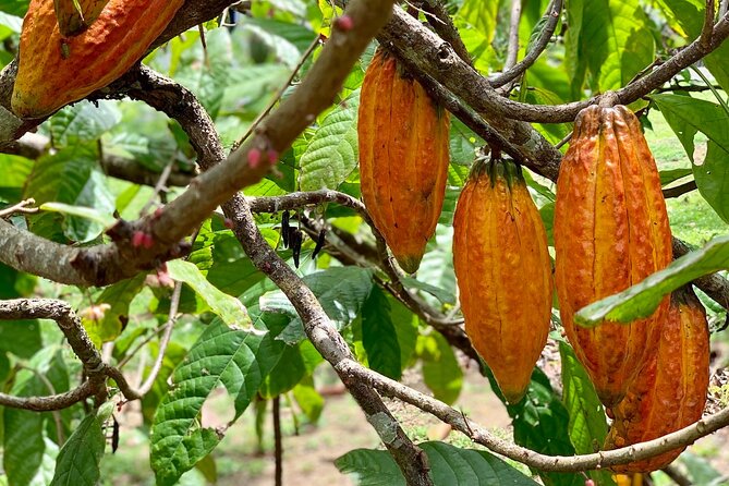 Half-day 3-Course Cocoa Lunch Tour in Trinidad - The 10:30 AM Pickup and the One-Hour Ride Out of Port of Spain