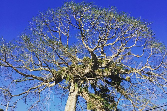 Individuelle Regenwald Tour - Key highlights that make this tour worth your time