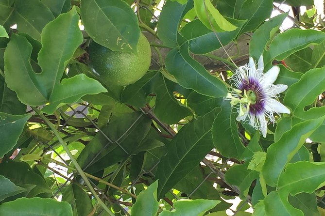 Individuelle Regenwald Tour - Two hours inside Tobago’s oldest protected rainforest