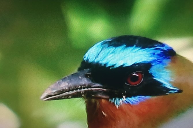 Individuelle Regenwald Tour - Shurland Nature Park and the white-tailed sabrewing mission