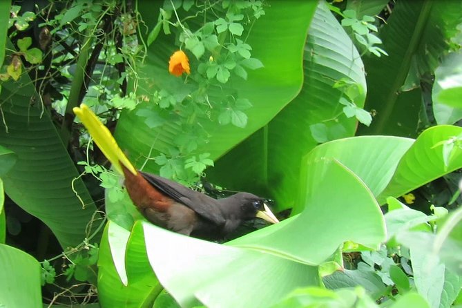 Individuelle Regenwald Tour - Booking decision: should you book this Tobago rainforest tour?