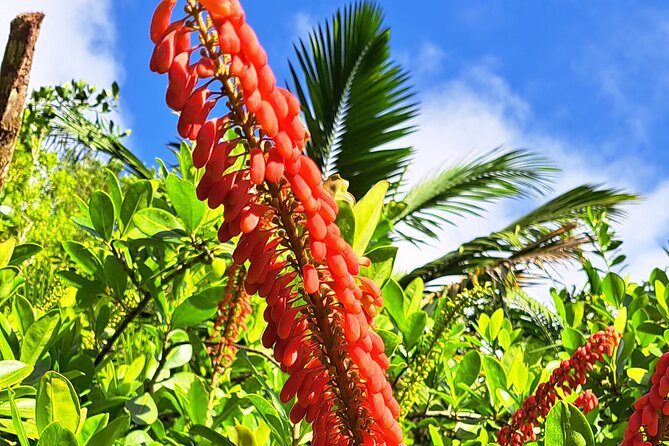 Island Tour (Food and Drinks include) - Castara beach: a second dose of Tobago coast