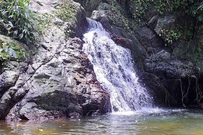 Island Tour (Food and Drinks include) - Rainforest stop: shade, birds, and a break from sun