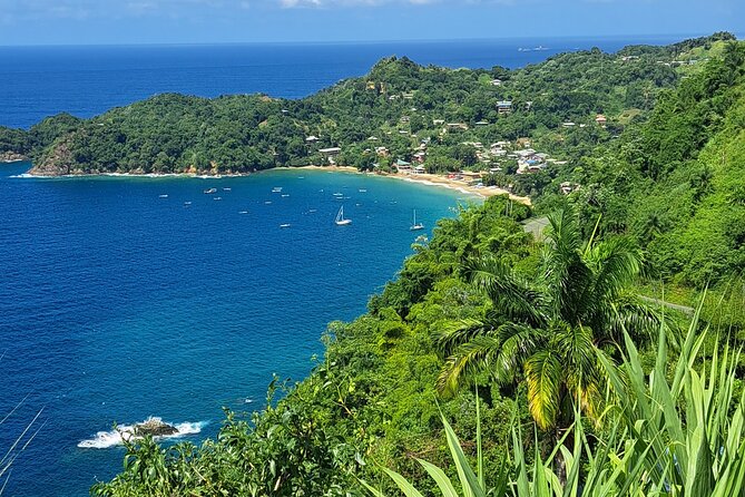 Island Tour (Food and Drinks include) - How the day starts: Buccoo Road and a 9 AM to 2 PM window