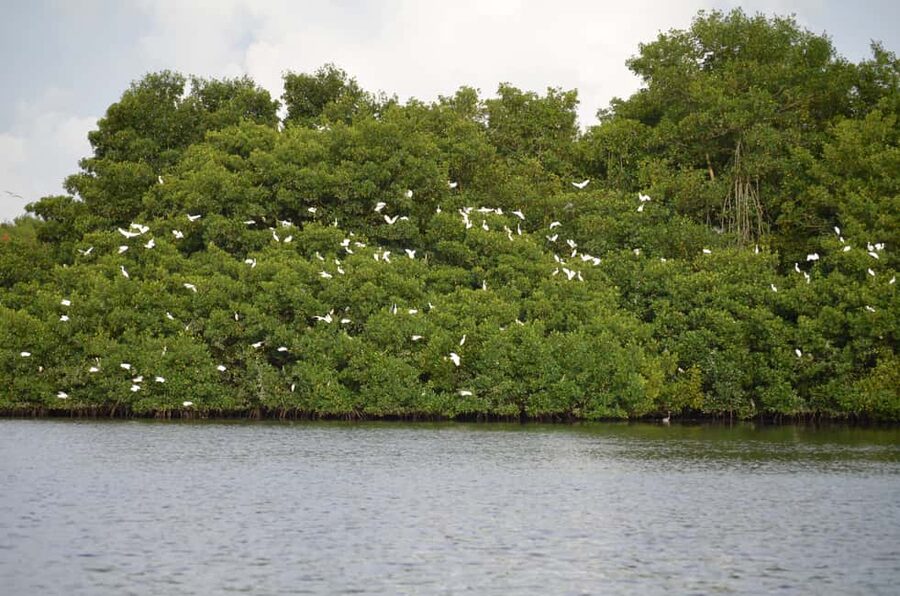 Port of Spain: Caroni Bird Sanctuary by Boat - Caroni Swamp by boat: mangroves, lagoon, and a sunset tempo