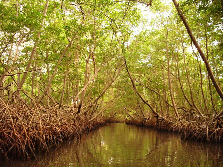 Port of Spain: Caroni Bird Sanctuary by Boat - The birds you actually came for, scarlet ibis to snowy egret