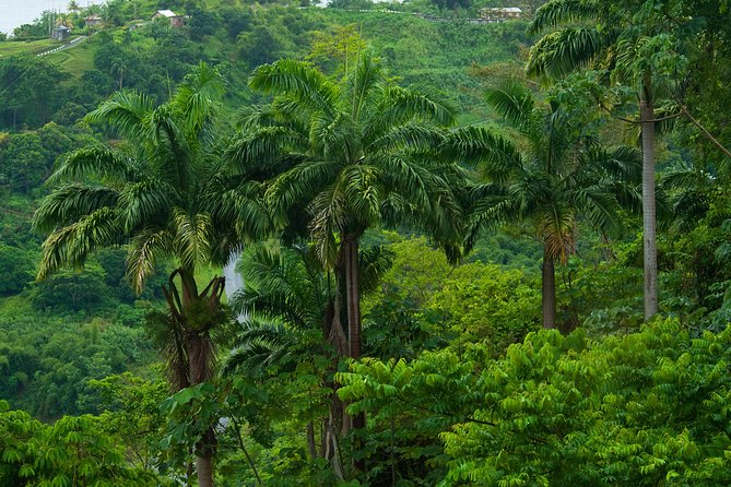 Rainforest Tour - Quick hits