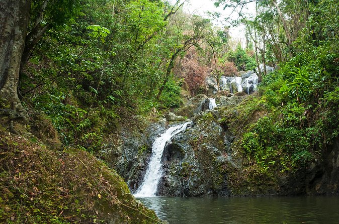 Rainforest Tour - Price and value: what $140 covers, and what it doesn’t