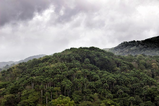 Rainforest Tour - Pickup and private transportation, so you actually start enjoying faster