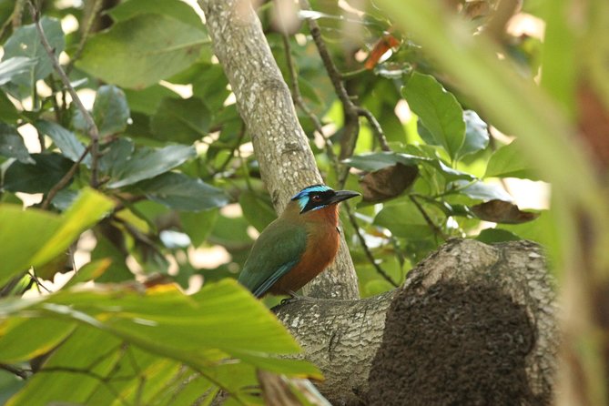 Rainforest Tour - Why the guide experience is the real engine of the tour