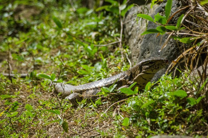Rainforest Tour - Who should book this rainforest tour, and who might want a different fit