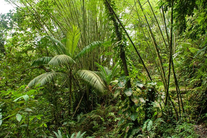 Rainforest Tour - Gentle hiking plus real wildlife stops, birds, crabs, and spider nests