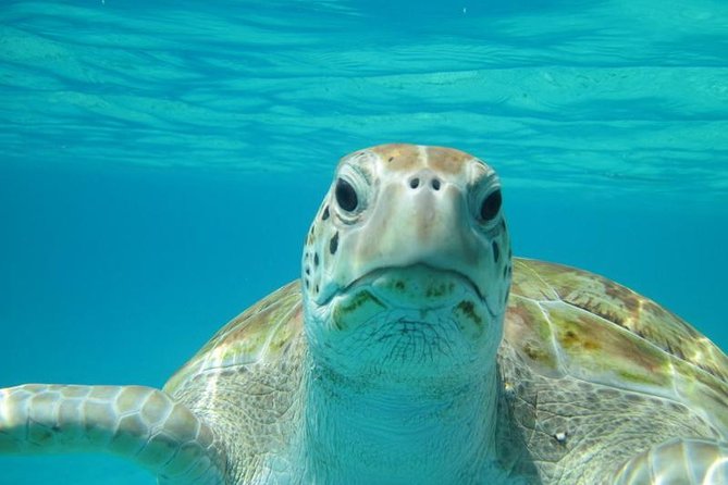 Snorkeling Tour (with Light Refreshments) - The Best Parts, In Plain Terms