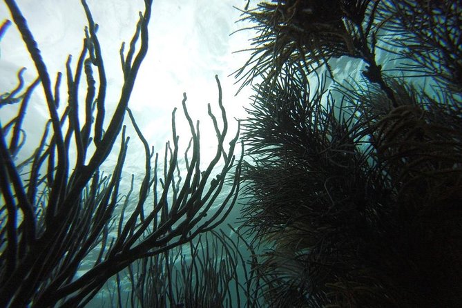 Snorkeling Tour (with Light Refreshments) - Pickup, Drop-Off, and Small-Group Time That Actually Feels Short