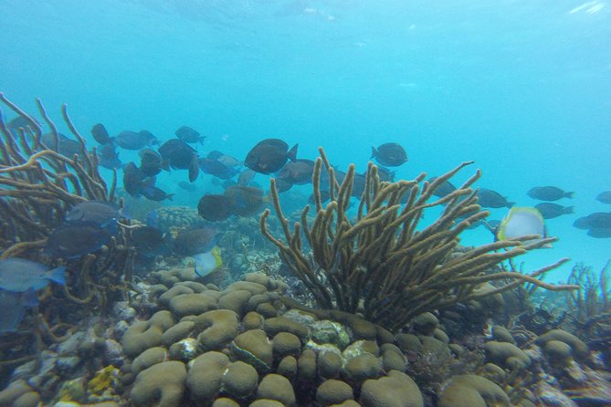 Snorkeling Tour (with Light Refreshments) - Price Value Check: Is $80 Worth It?