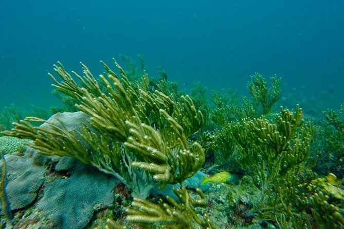 Snorkeling Tour (with Light Refreshments) - Meeting at Buccoo Road, and How to Time Your Day