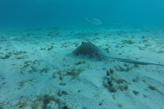 Snorkeling Tour (with Light Refreshments) - Who Should Book This Snorkeling Tour, and Who Might Prefer Something Else