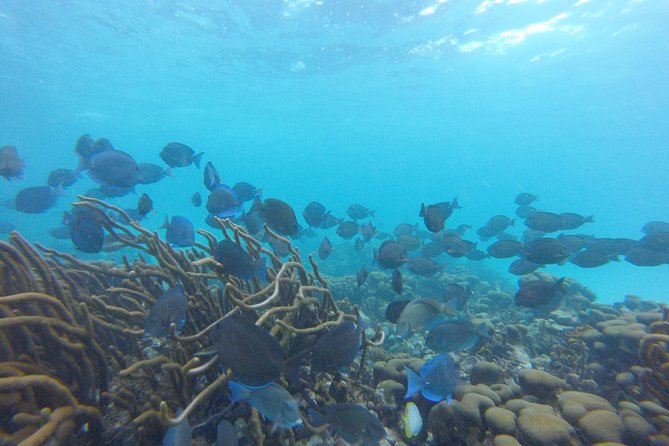 Snorkeling Tour (with Light Refreshments) - Speedboat Sightseeing Along the Coast, With Wildlife Potential