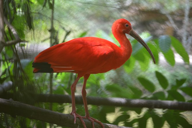 Sunset Boat Tour into Caroni Wetlands - Key things to know before you go
