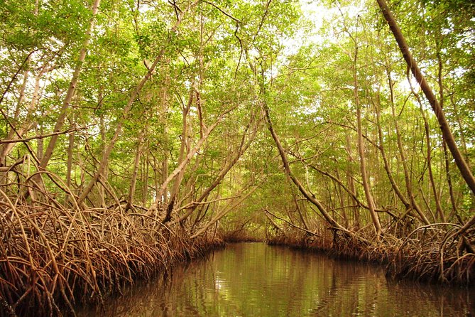 Sunset Boat Tour into Caroni Wetlands - Caroni Lagoon National Park: why mangroves make this tour different
