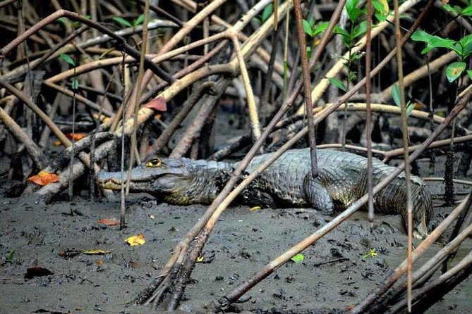 Sunset Boat Tour into Caroni Wetlands - How the guide and boat stops shape your sightings