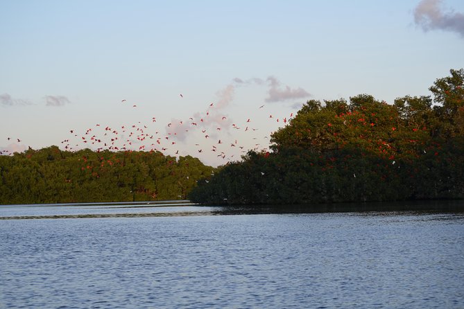 Sunset Boat Tour into Caroni Wetlands - Price and value: what you’re paying for at $67 per person