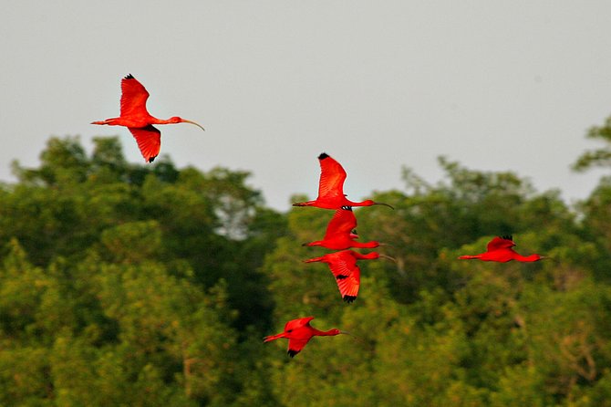 Sunset Boat Tour into Caroni Wetlands - Weather, patience, and the small realities of bird watching
